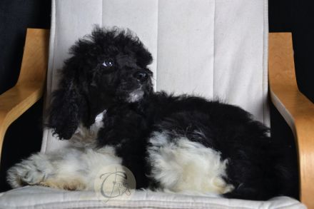 Particolor Grosspudel Königspudel puppies