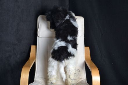 Particolor Grosspudel Königspudel puppies