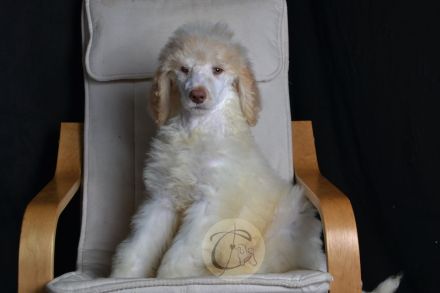 Particolor Grosspudel Königspudel puppies