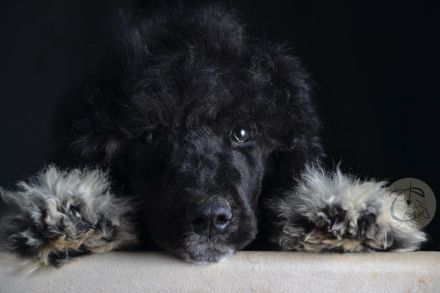 Particolor Grosspudel Königspudel puppies