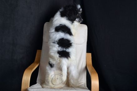 Particolor Grosspudel Königspudel puppies