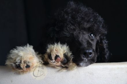 Particolor Grosspudel Königspudel puppies