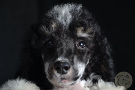 Particolor Grosspudel Königspudel puppies