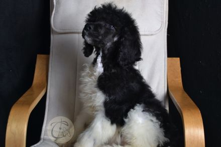 Particolor Grosspudel Königspudel puppies