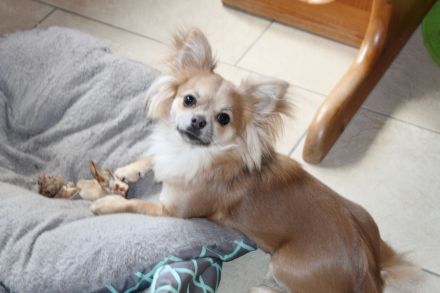 Chihuahua Hündin 13 Monate Jung sehr Lieb geimpft entwurmt in gute Hände abzugeben