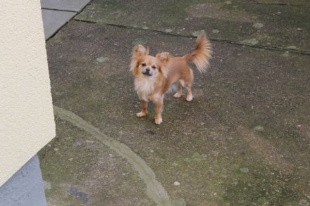 Chihuahua Hündin 13 Monate Jung sehr Lieb geimpft entwurmt in gute Hände abzugeben