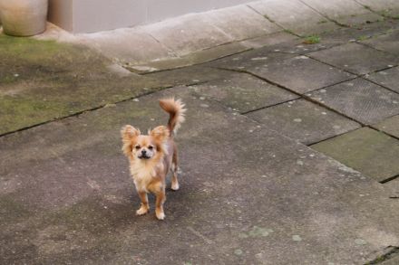 Chihuahua Hündin 13 Monate Jung sehr Lieb geimpft entwurmt in gute Hände abzugeben