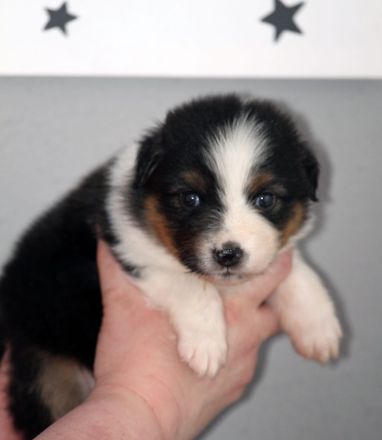 Australian Shepherd Welpen