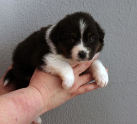 Australian Shepherd Welpen