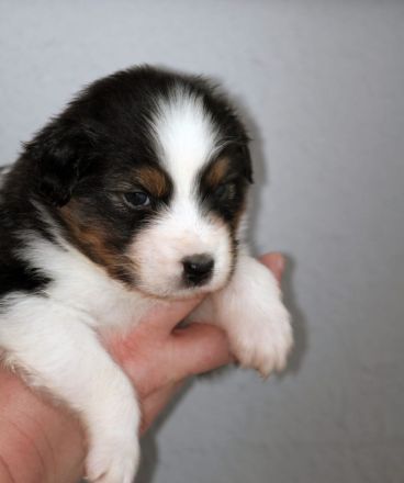 Australian Shepherd Welpen