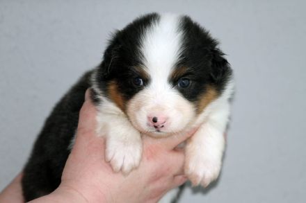 Australian Shepherd Welpen