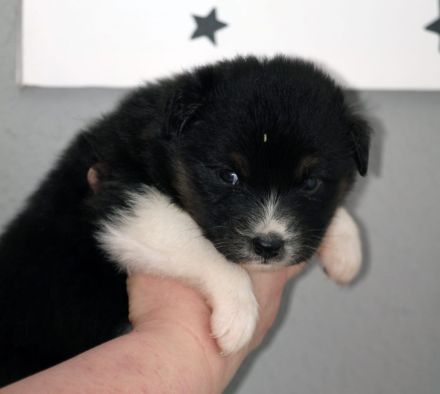 Australian Shepherd Welpen