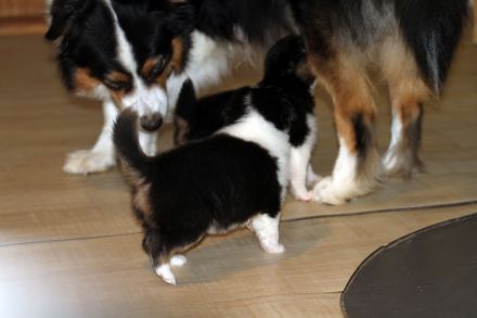 Australian Shepherd Welpen