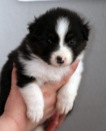 Australian Shepherd Welpen