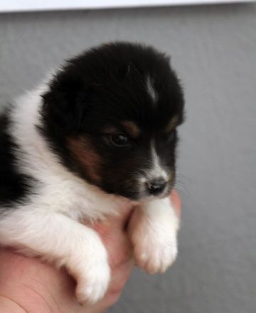 Australian Shepherd Welpen