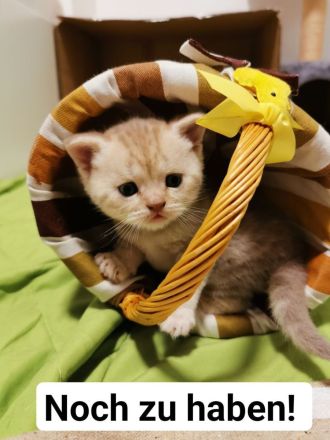 Britisch Kurzhaar Kitten (BKH), A-Wurf, reinrassig abzugeben