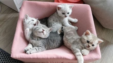 Britisch Kurzhaar Kitten (BKH), A-Wurf, reinrassig abzugeben