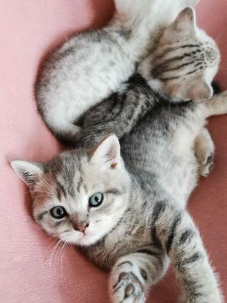 Britisch Kurzhaar Kitten (BKH), A-Wurf, reinrassig abzugeben