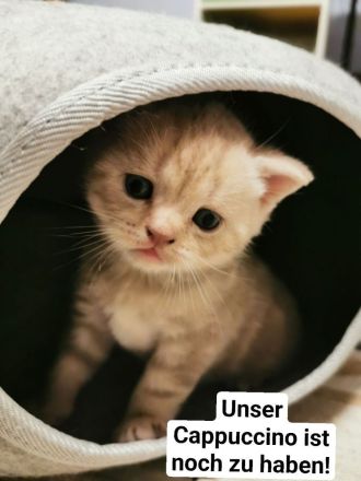 Britisch Kurzhaar Kitten (BKH), A-Wurf, reinrassig abzugeben