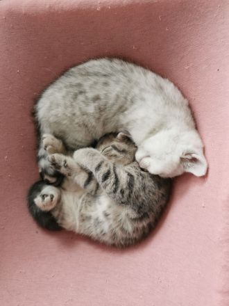 Britisch Kurzhaar Kitten (BKH), A-Wurf, reinrassig abzugeben