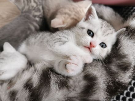 Britisch Kurzhaar Kitten (BKH), A-Wurf, reinrassig abzugeben