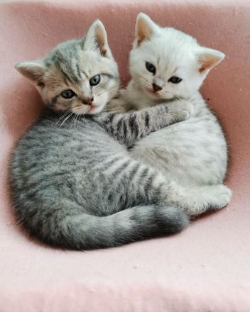 Britisch Kurzhaar Kitten (BKH), A-Wurf, reinrassig abzugeben