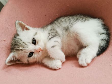 Britisch Kurzhaar Kitten (BKH), A-Wurf, reinrassig abzugeben