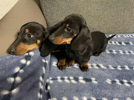 Zwerg Dackel Welpen