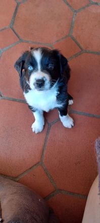 Wunderschöner Wurf Australian Shepherd Welpen