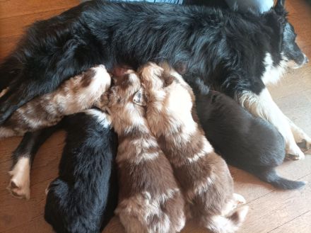 Wunderschöner Wurf Australian Shepherd Welpen