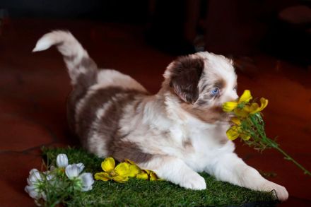 Wunderschöner Wurf Australian Shepherd Welpen