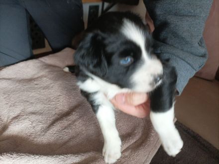 Wunderschöner Wurf Australian Shepherd Welpen