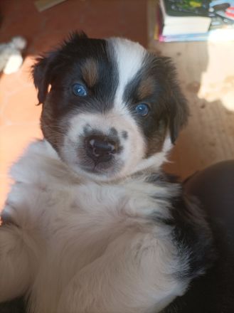 Wunderschöner Wurf Australian Shepherd Welpen
