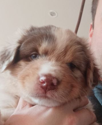 Wunderschöner Wurf Australian Shepherd Welpen