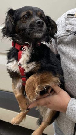 Kleiner Charly sucht ein Zuhause