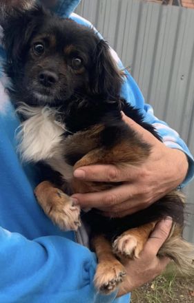 Kleiner Charly sucht ein Zuhause