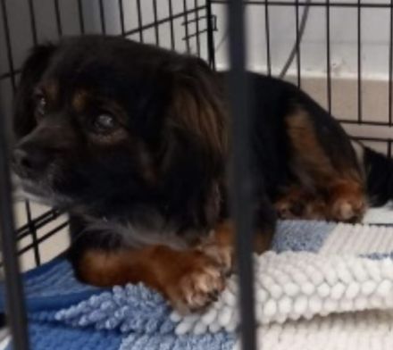 Kleiner Charly sucht ein Zuhause