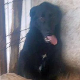 lieber,kastrierter Lenny lebt im rumänischen Außenzwinger ohne Auslauf; wir suchen ein Heim für ihn