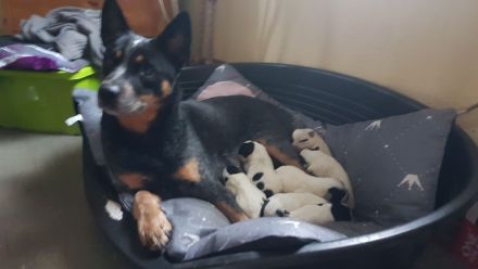 Australian Cattle Dog Welpen