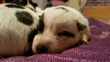 Australian Cattle Dog Welpen