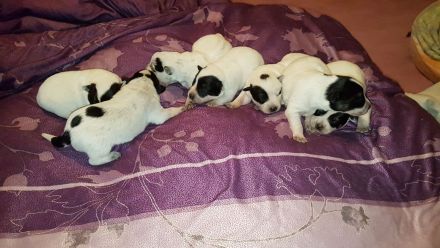 Australian Cattle Dog Welpen