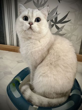 BKH Deckkater silver shaded