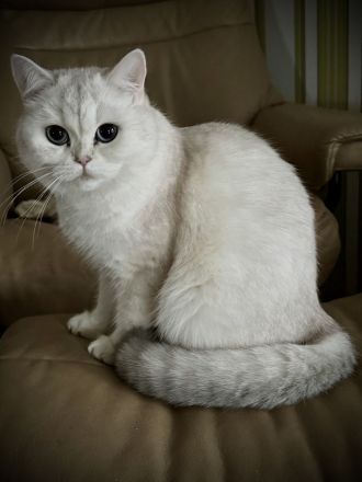 BKH Deckkater silver shaded