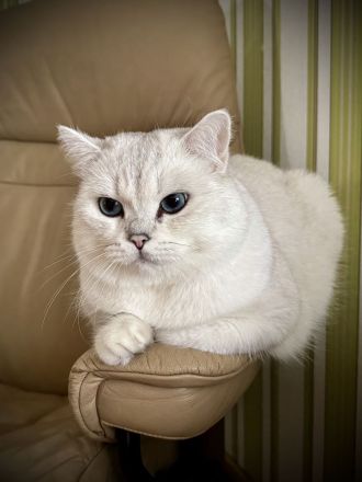 BKH Deckkater silver shaded