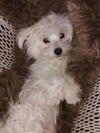 Maltipoo Welpen Malteser Zwerg Pudel