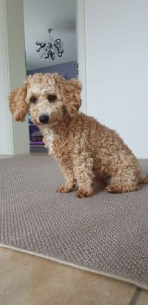 Maltipoo Welpen Malteser Zwerg Pudel