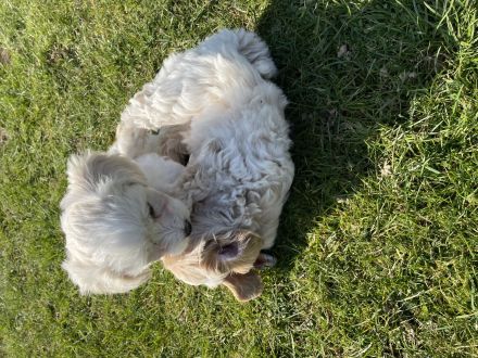 Maltipoo Welpen Malteser Zwerg Pudel