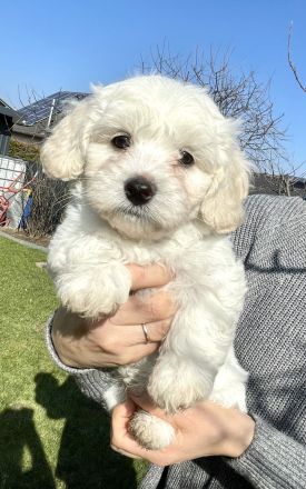 Maltipoo Welpen Malteser Zwerg Pudel