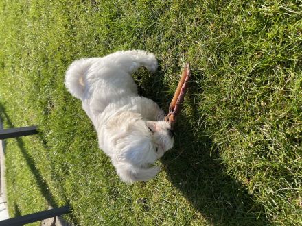 Maltipoo Welpen Malteser Zwerg Pudel