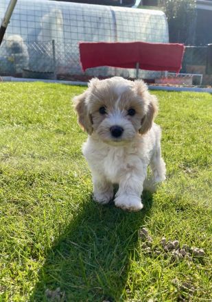 Maltipoo Welpen Malteser Zwerg Pudel